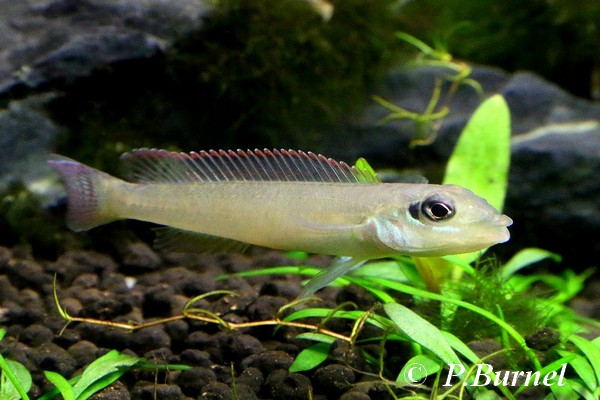 Teleocichla centrarchus